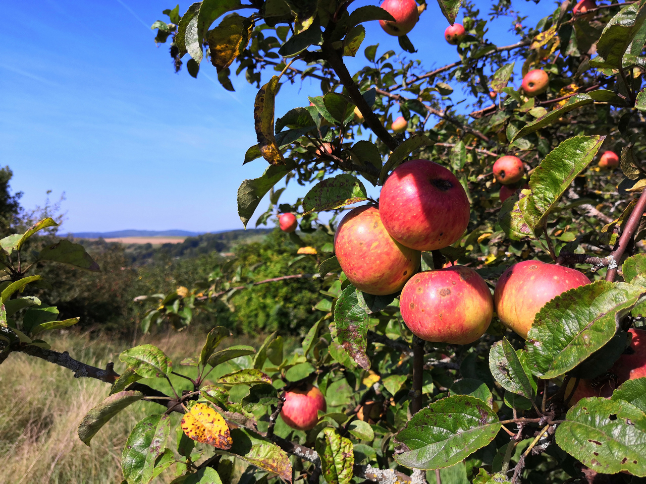 Apfelbaum in Landschaft