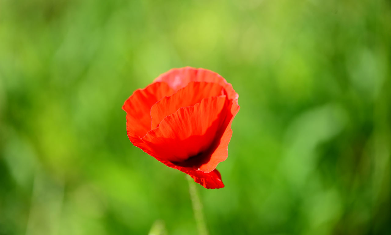 Mohnblume 2