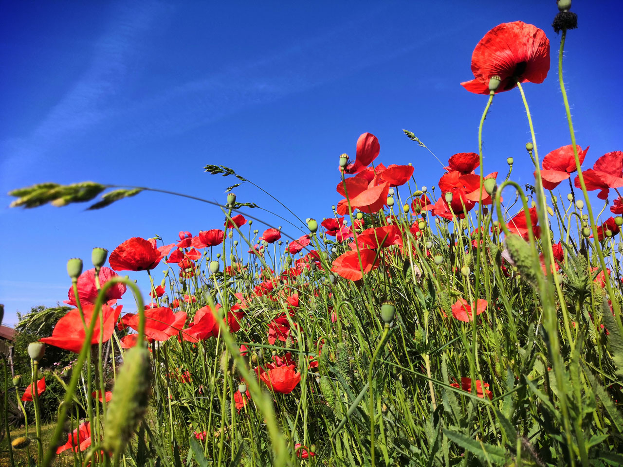Mohnblumen Wiese 2