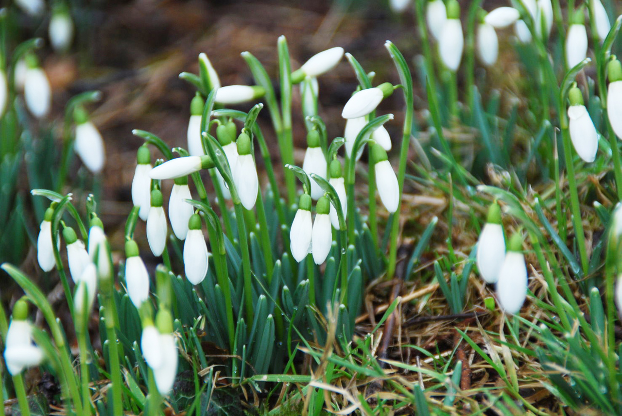 Schneeglöckchen 2